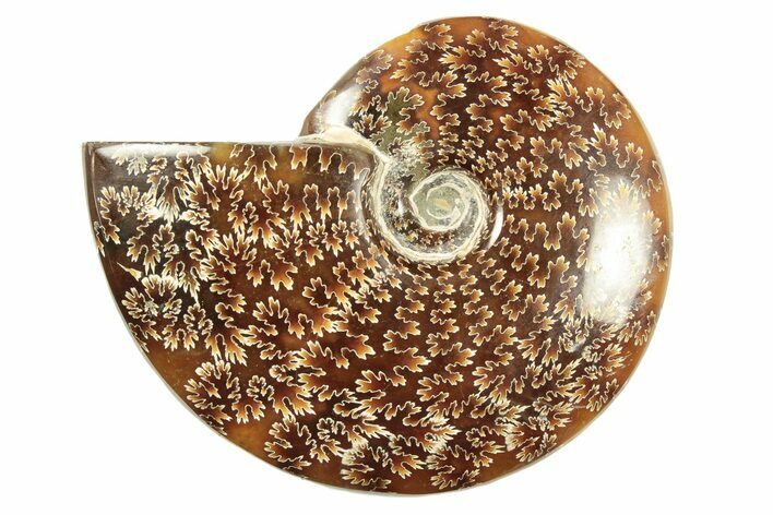 Polished Ammonite (Cleoniceras) Fossil - Madagascar #266276